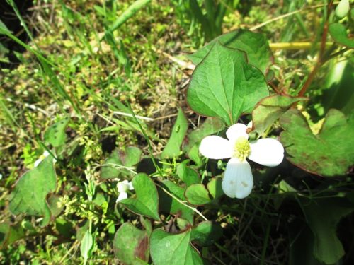 どくだみの花