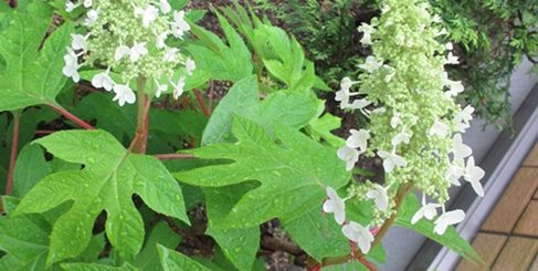 カシワバアジサイ