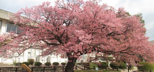 寒桜