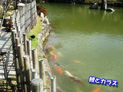 鯉とカラス