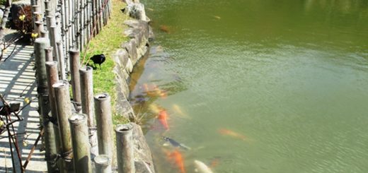 鯉とカラス