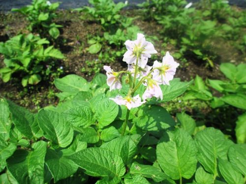 ジャガイモの花