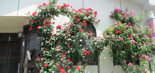 薔薇の館