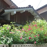 薔薇