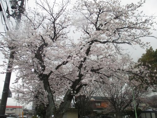雨の桜