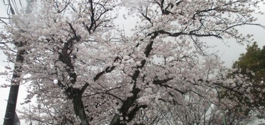 雨の桜