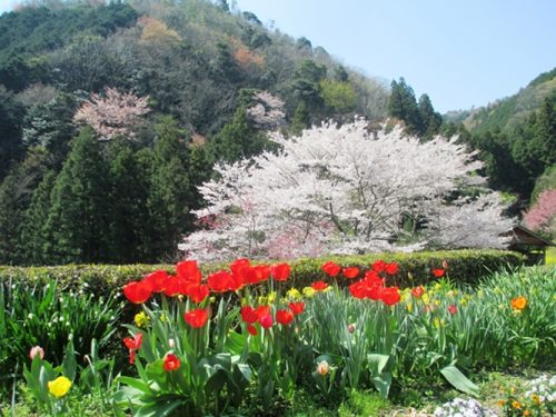 桜とチューリップ