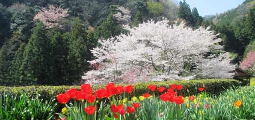 桜とチューリップ