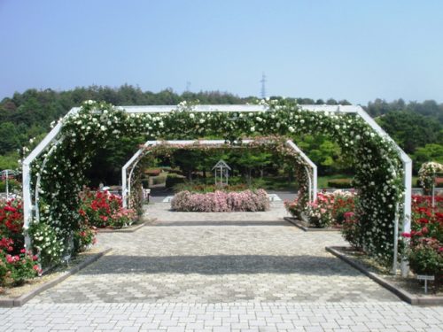 バラ園
