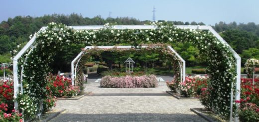 バラ園