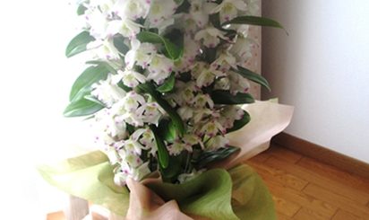 デンドロビューム