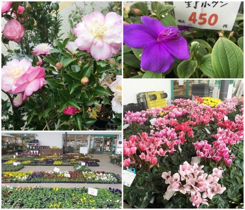 %e3%82%bd%e3%83%ac%e3%83%bc%e3%83%8d%e3%81%a7