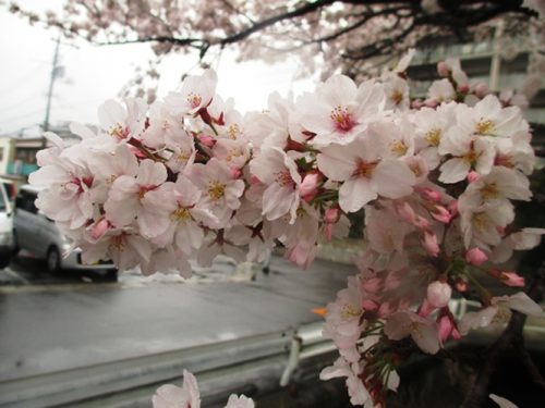 桜