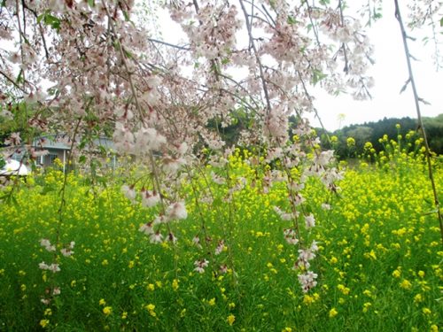 枝垂れ桜