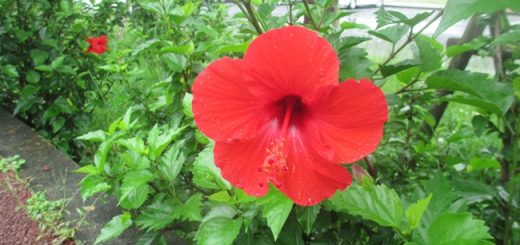 ハイビスカス