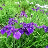 花菖蒲