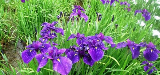 花菖蒲