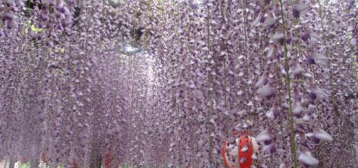 中山の大藤まつり