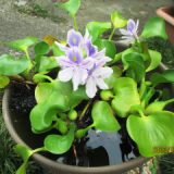 ほてい草