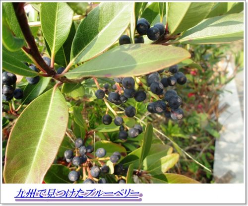 ブルーベリー