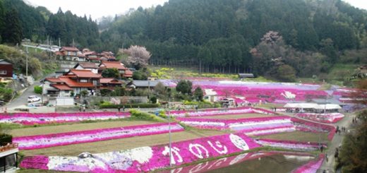 芝桜
