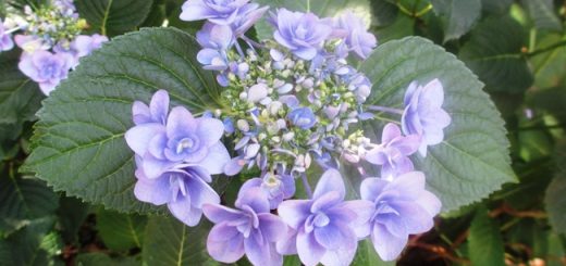 アジサイ
