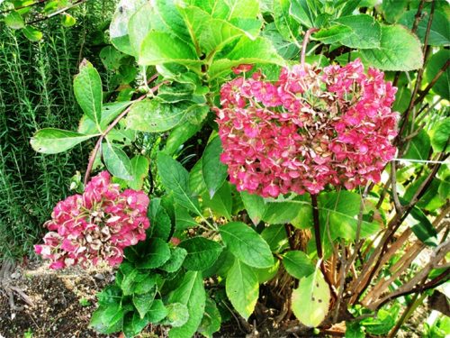 紫陽花1