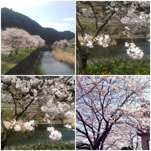 満開の桜