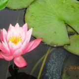 睡蓮