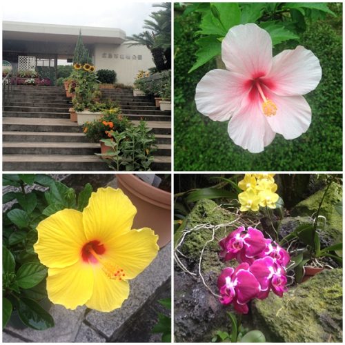 ハイビスカス
