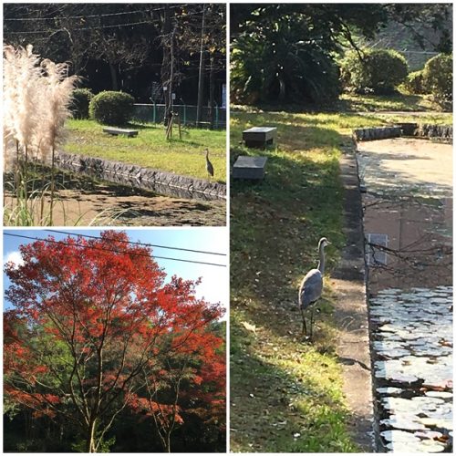 紅葉と鳥