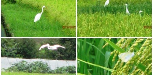 田圃にお客到来