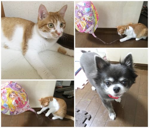 ゆう君とレオちゃん