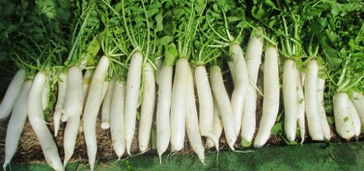 大根