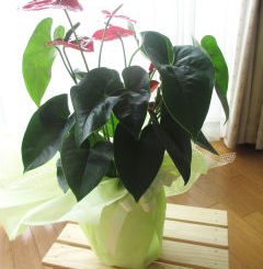 アンスリウムの鉢