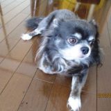 ゆう君