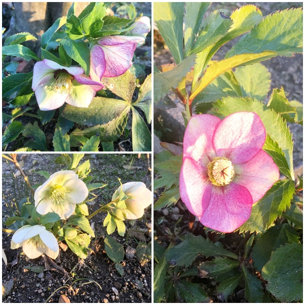 クリスマスローズ