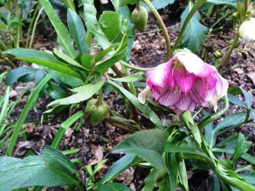 クリスマスローズ