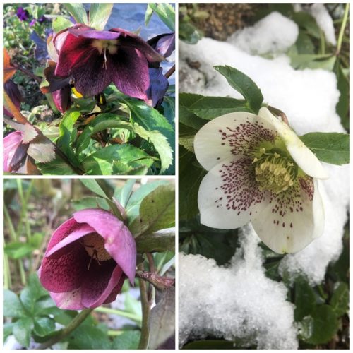 クリスマスローズ