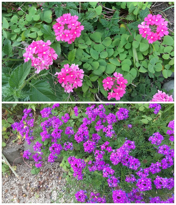 花達