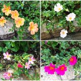 花達