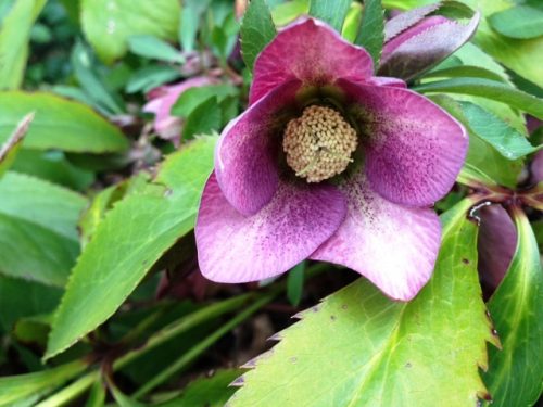 クリスマスローズ2