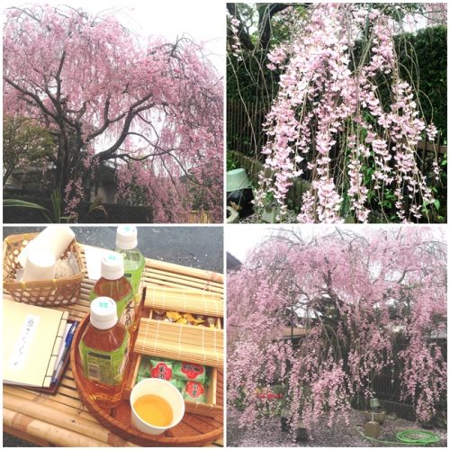 枝垂れ桜
