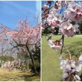 緑地公園 桜