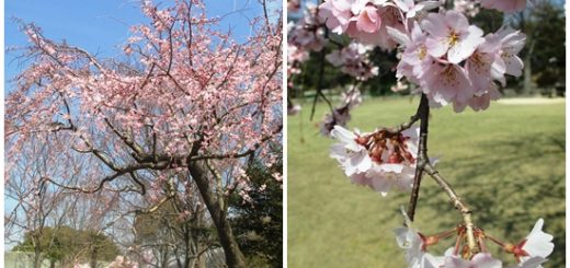 緑地公園　桜