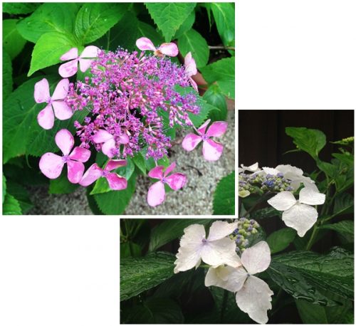 雨の中の紫陽花