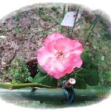 庭の花たち