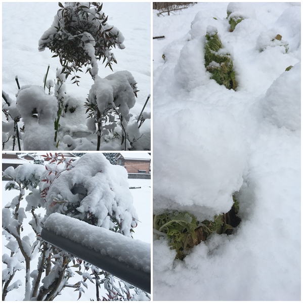 積雪