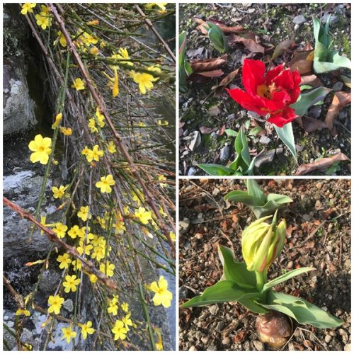 チューリップも