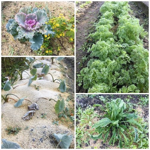 %e9%87%8e%e8%8f%9c%e9%81%94